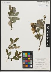 Foto von Salix appendiculata Vill.